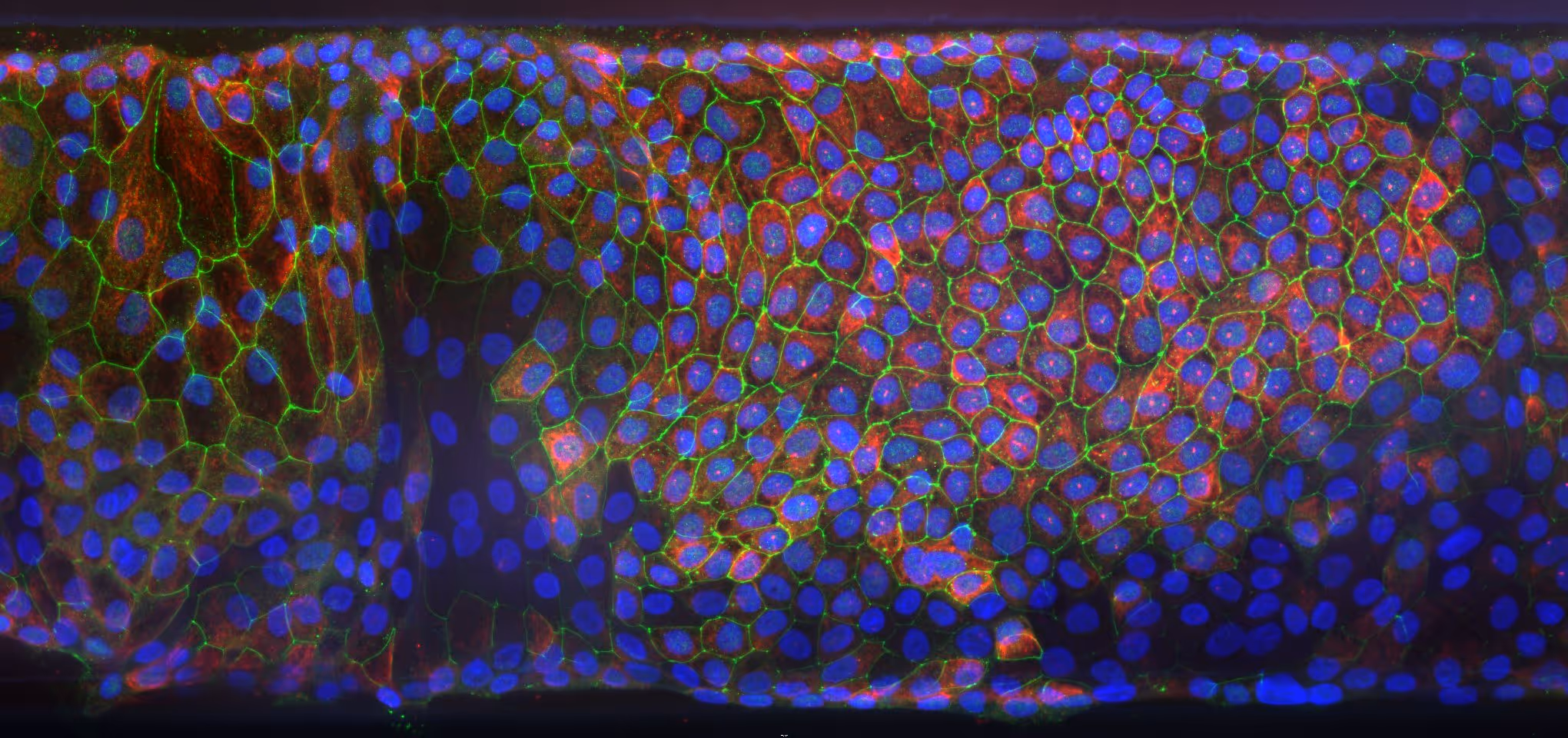 Microscopic view of colorful cells with blue nuclei and green cell membranes