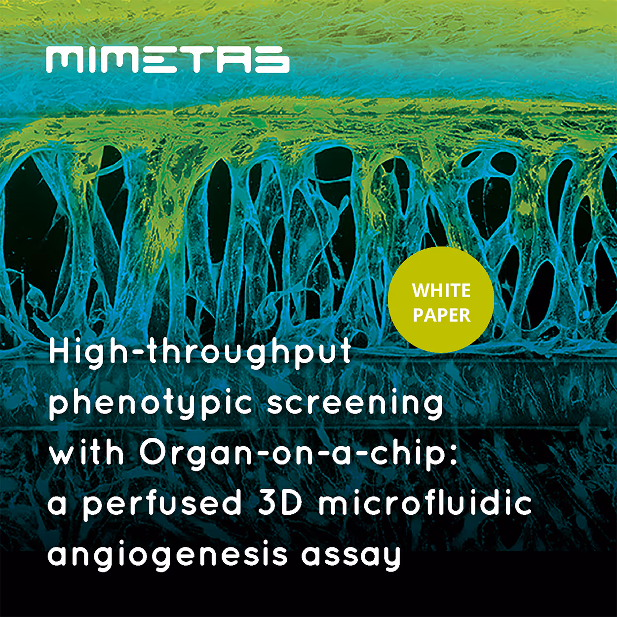 Microscopic view of 3D microfluidic organ-on-a-chip angiogenesis screening