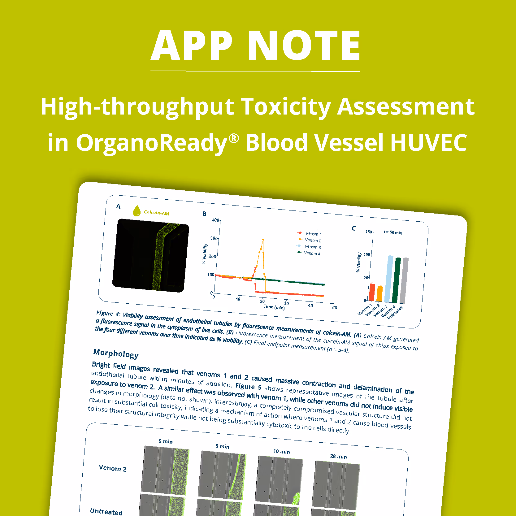 Toxicity assessment of blood vessel cells with different venoms over time