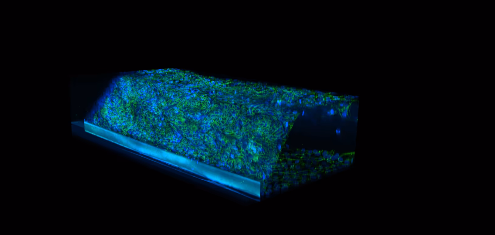 Side view of a perfused colon organoid tubule