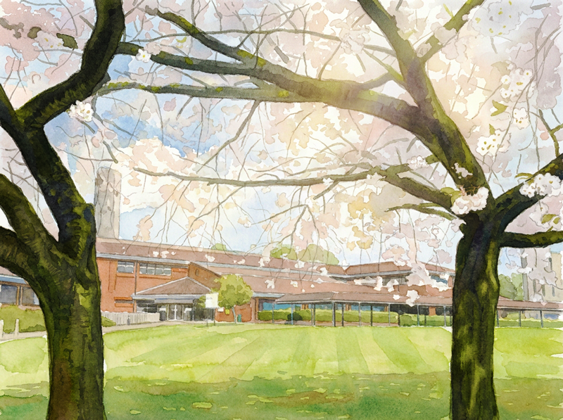 Watercolor of a building viewed through two blossoming cherry trees on a sunny day.
