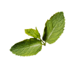 a sprig of mint