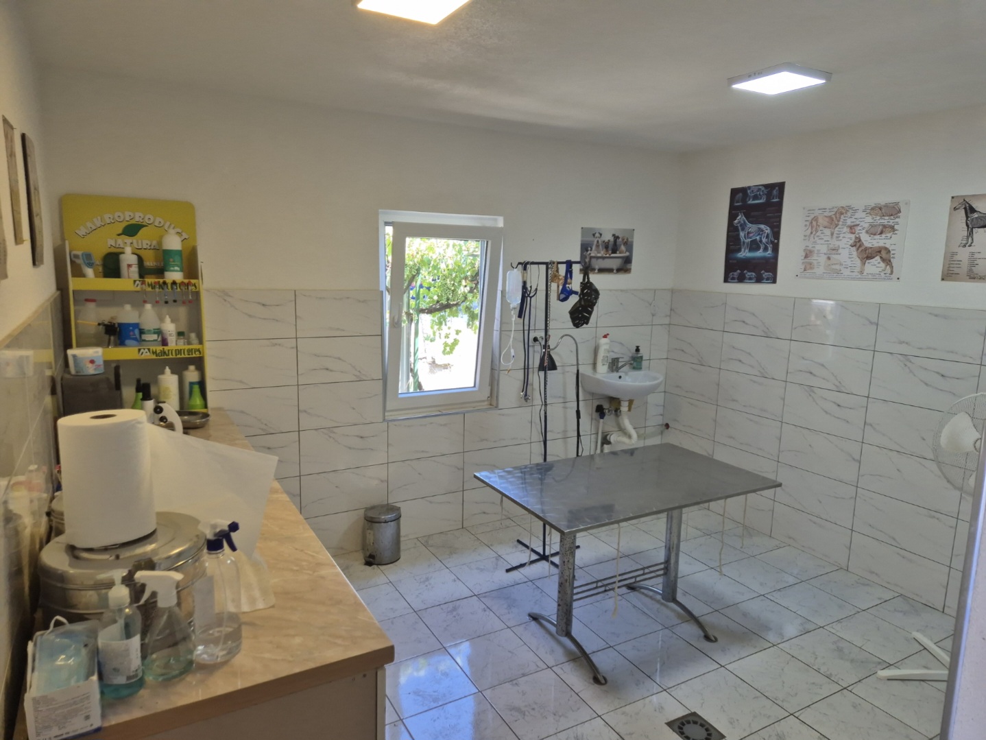 image of dental care for pets in action