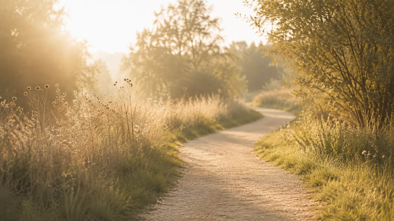 Sonnenaufgang über einem Wiesenweg – Psychotherapie mit Menschen mit Behinderung