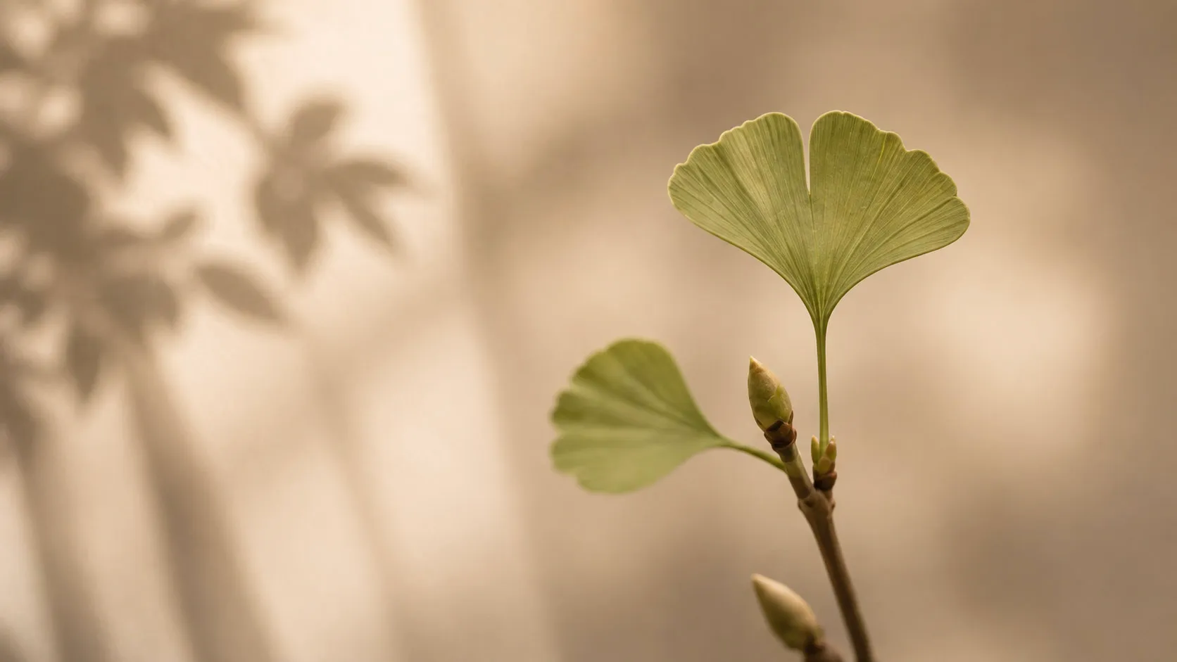 Junger Ginkgozweig mit frischen Blättern im Licht – Persönlichkeitsentwicklung