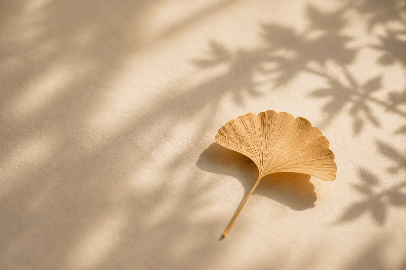 Einzelnes Ginkgoblatt im Sonnenlicht – Trauerbegleitung in Wien bei Tod, Trennung und Verlust