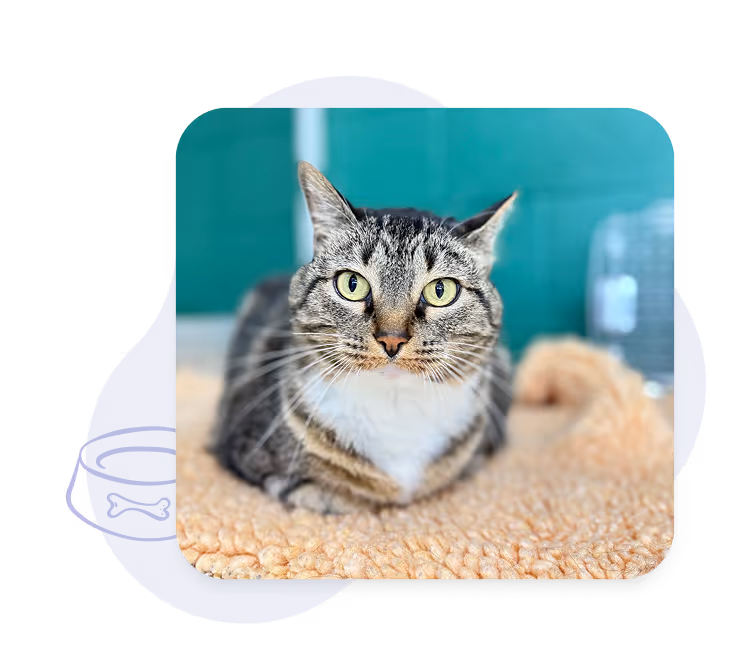 Brown tabby cat with green eyes lying on a soft beige blanket with a teal background.