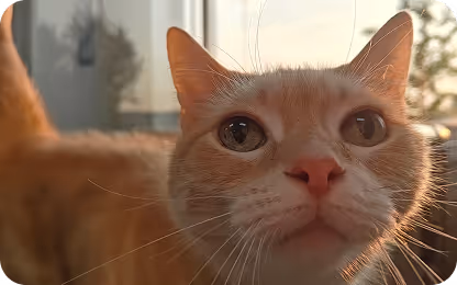 Close-up of an orange tabby cat with a pink nose looking directly at the camera in soft natural light.