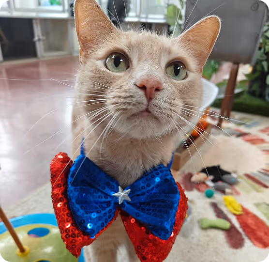 Close-up of a beige cat wearing a large red and blue sequined bow tie with a star in the center.