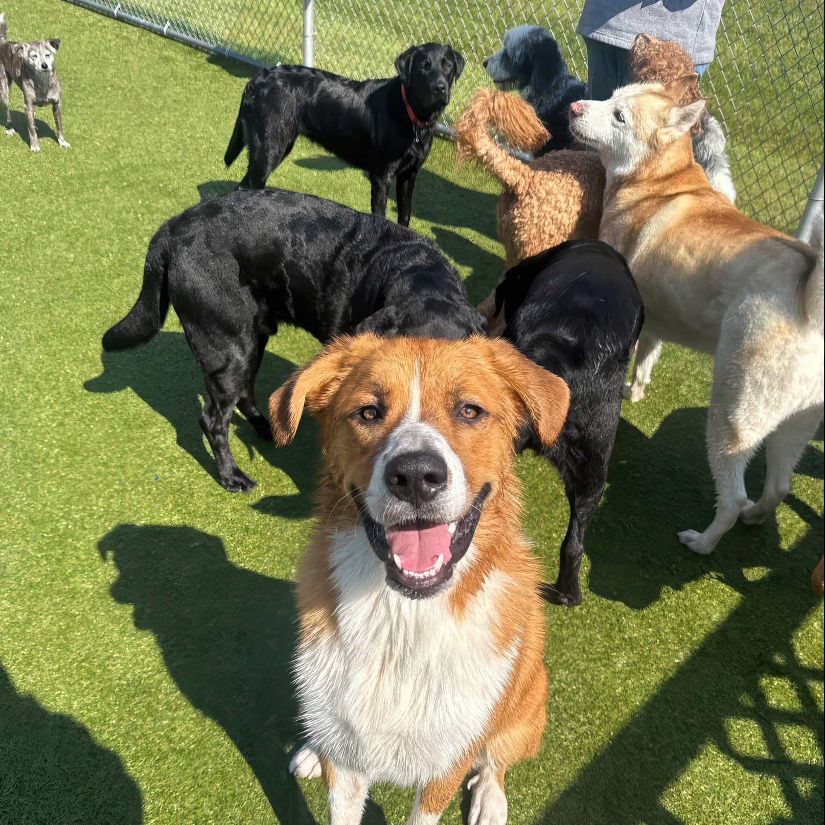 Two dogs are playing