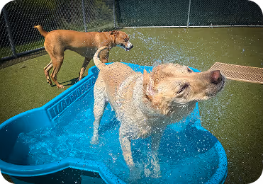 A yellow Labrador shaking off water in a blue dog-shaped pool while a brown dog stands nearby on green artificial turf.