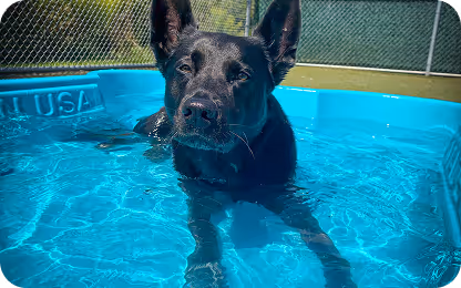 Black dog standing in a blue plastic pool filled with water on a sunny day.