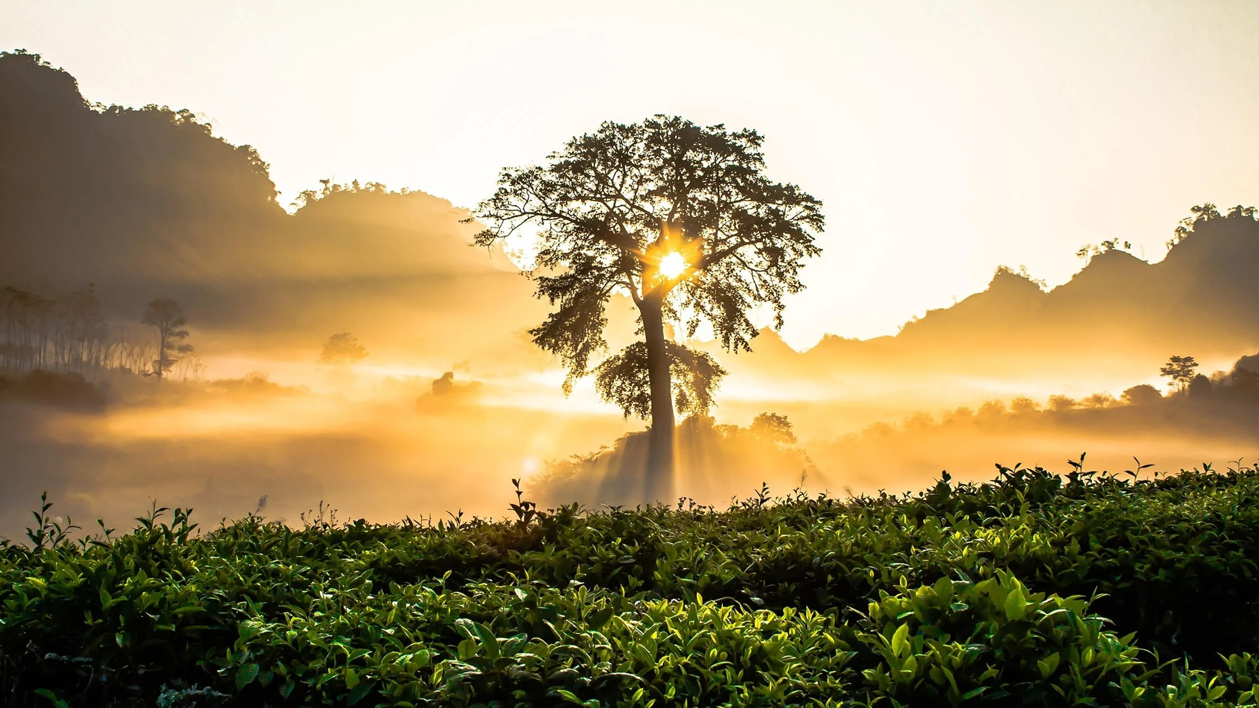 A large tree stands alone in a misty field at sunrise, with golden sunlight streaming through its branches and illuminating the lush green plants and distant hills.