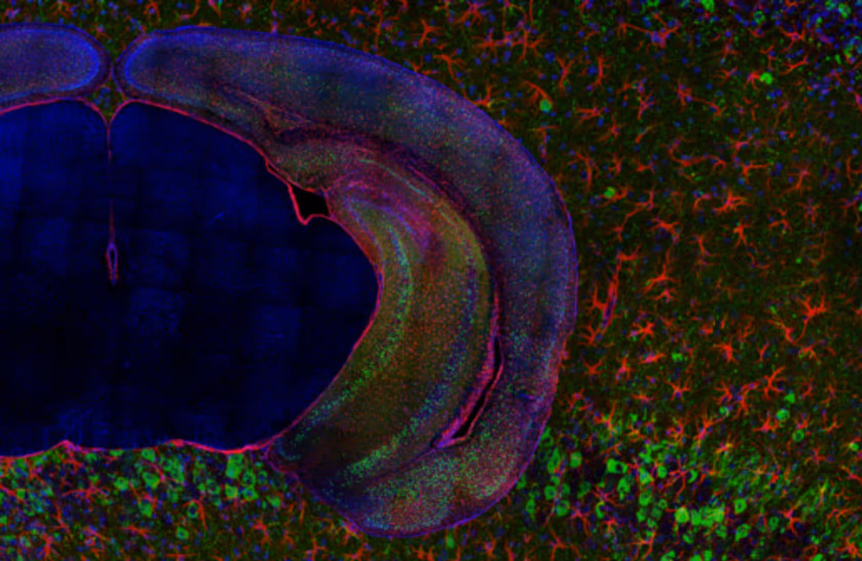 Copyright by Gabriel Luna, Kosik Lab
