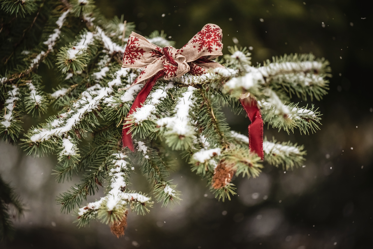Snow-covered evergreen branches decorated with a beige bow featuring red snowflake patterns and red ribbon.
