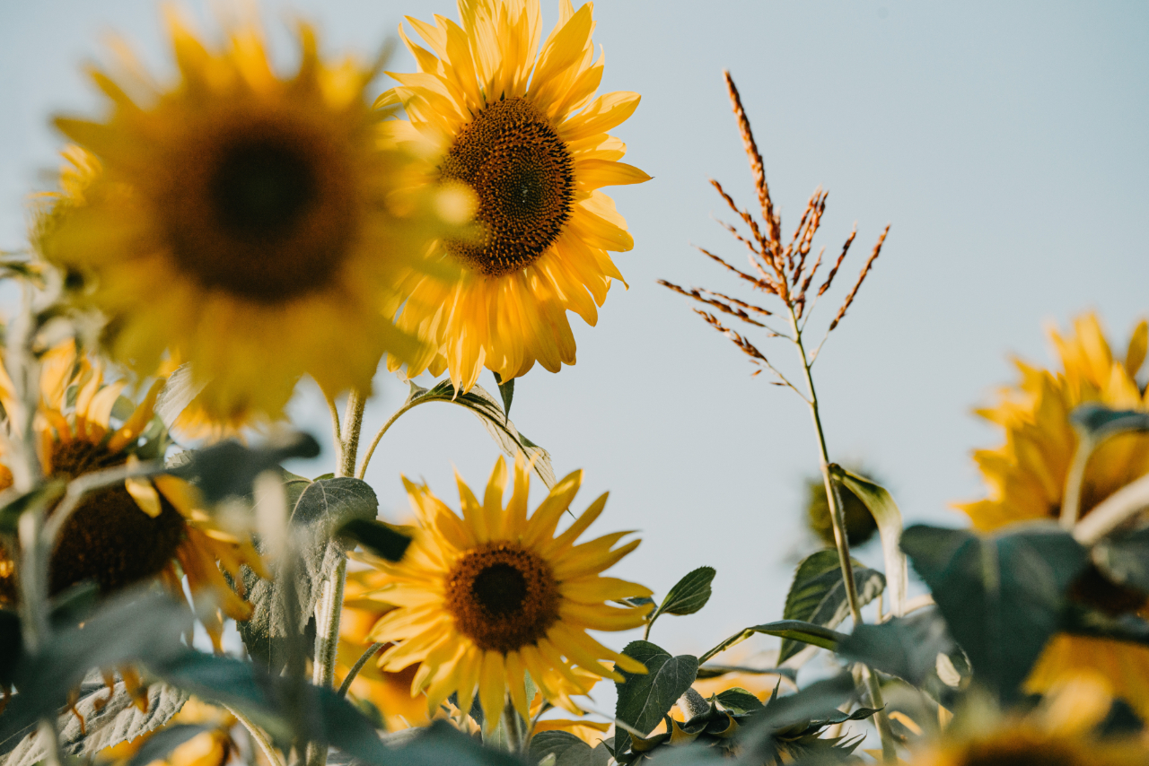 Bright yellow sunflowers with green leaves against a clear blue sky, with one blurred sunflower in the foreground.