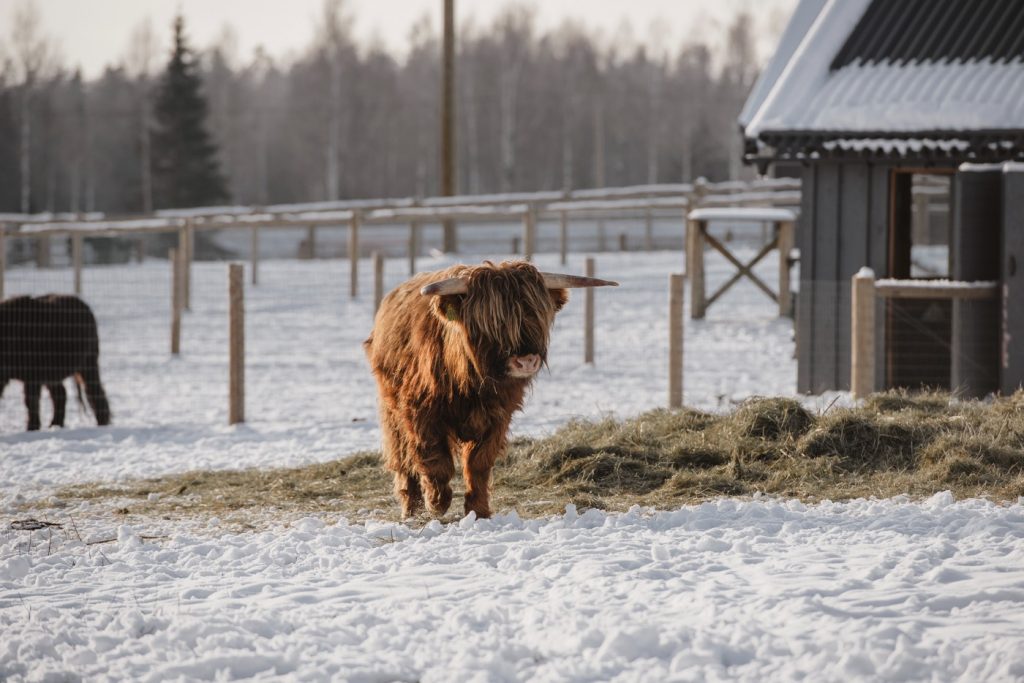FOTO. “To, ko var redzēt ziemā, ne vienmēr varēs redzēt vasarā” – SIGULDA  ZOO dzīvnieku nedarbi un ikdiena ziemā | LA.LV