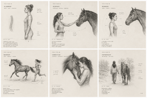 Illustrated field studies on alignment, response, boundaries, movement, connection and partnership with horses