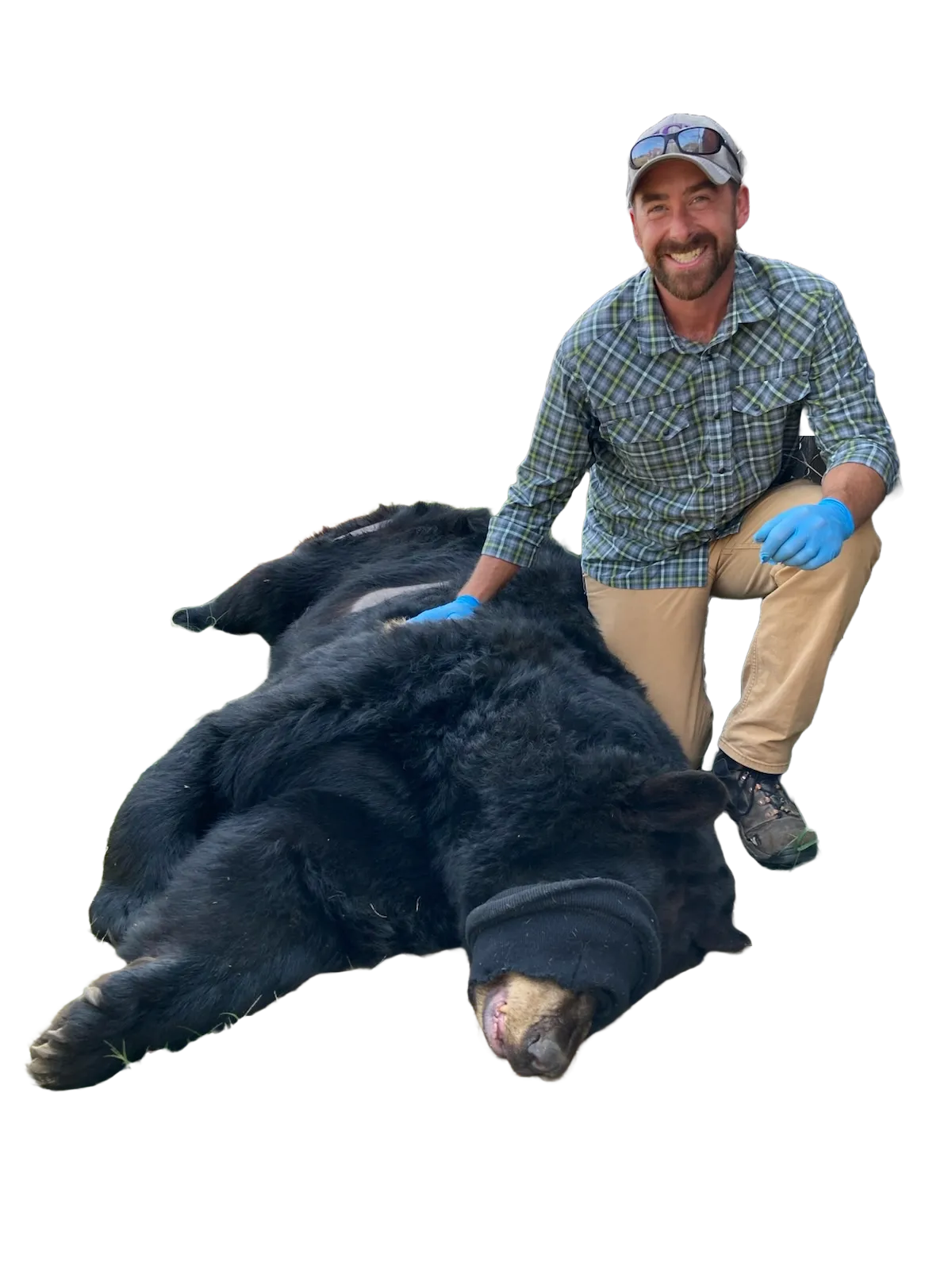 Wildlife researcher with tranquilized black bear in forest setting