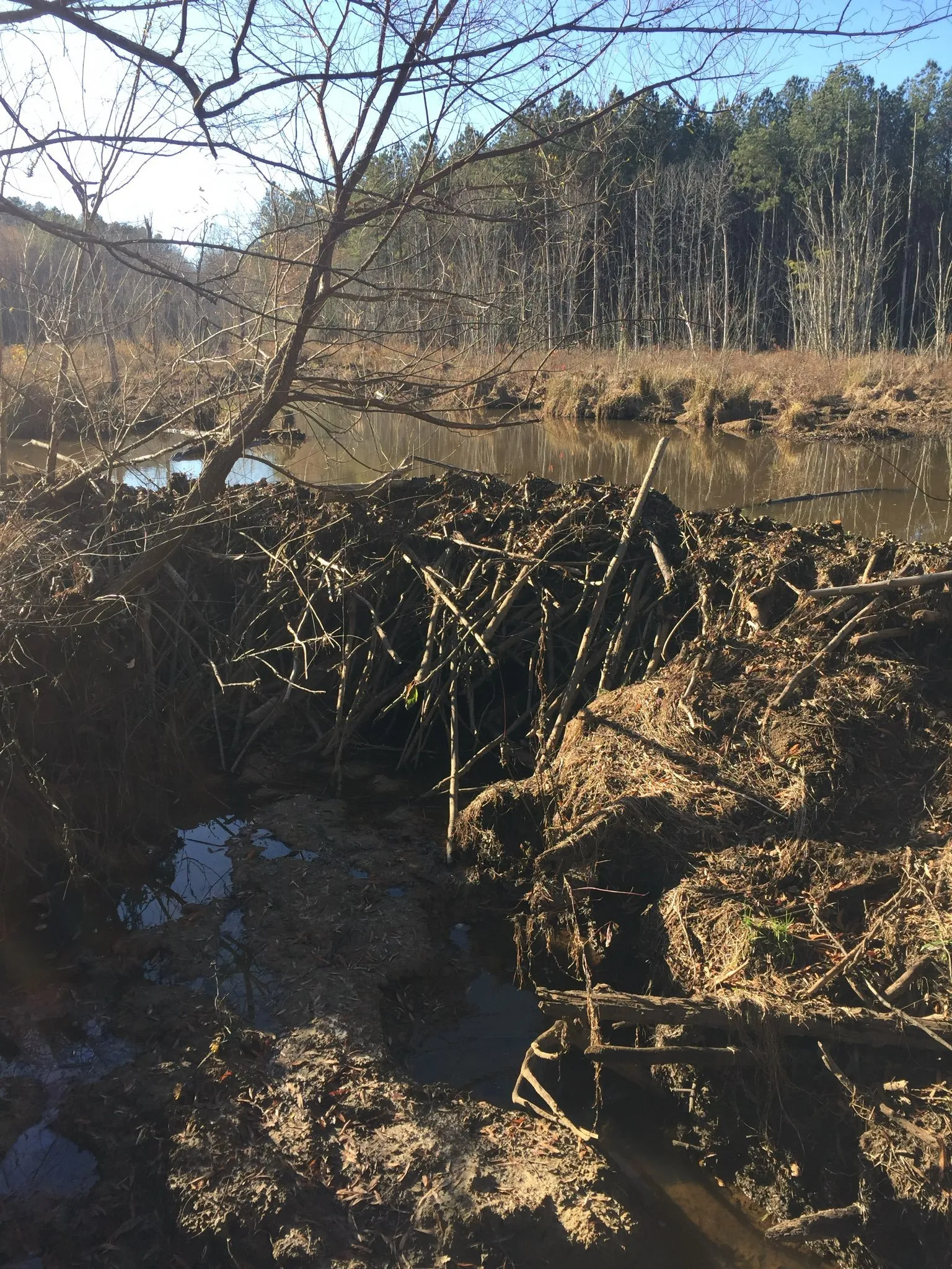 Fallen trees and branches near a calm forest stream in winter
