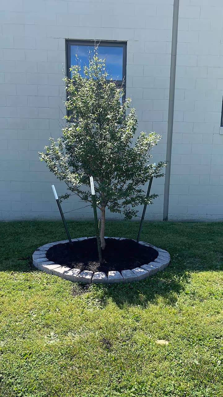 Landscape mulch installation Evansville, IN
