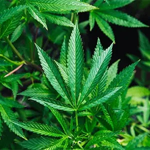 Why Homogenizers are Essential to CBD Processing