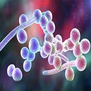 All You Need to Know About Microorganism Homogenization