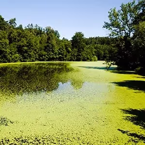 Advantages of Cell Disruption for Algae-Based Biofuel
