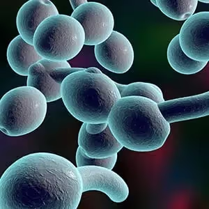 Cell Disruption of Yeast & Fungus: Why Homogenize?