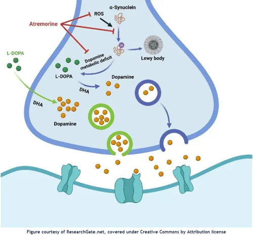 What is a prodrug? Testing Prodrugs In-vitro