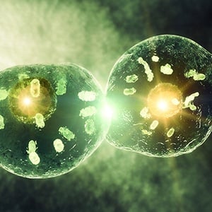 3 Key Considerations for Mammalian Cell Rupture