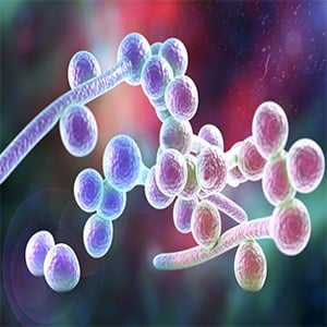 All You Need to Know About Microorganism Homogenization