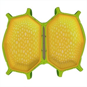 How the Cell Wall Effects Homogenization