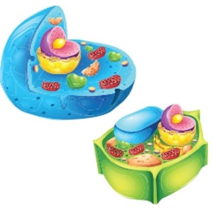 the-difference-between-plant-animal-cell-homogenization.jpg