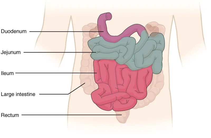 What is the jejunum and why is it important in oral drug development?