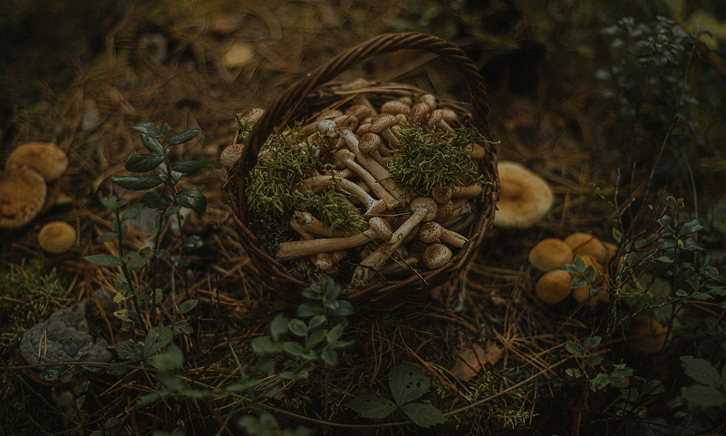 mushrooms basket bosq