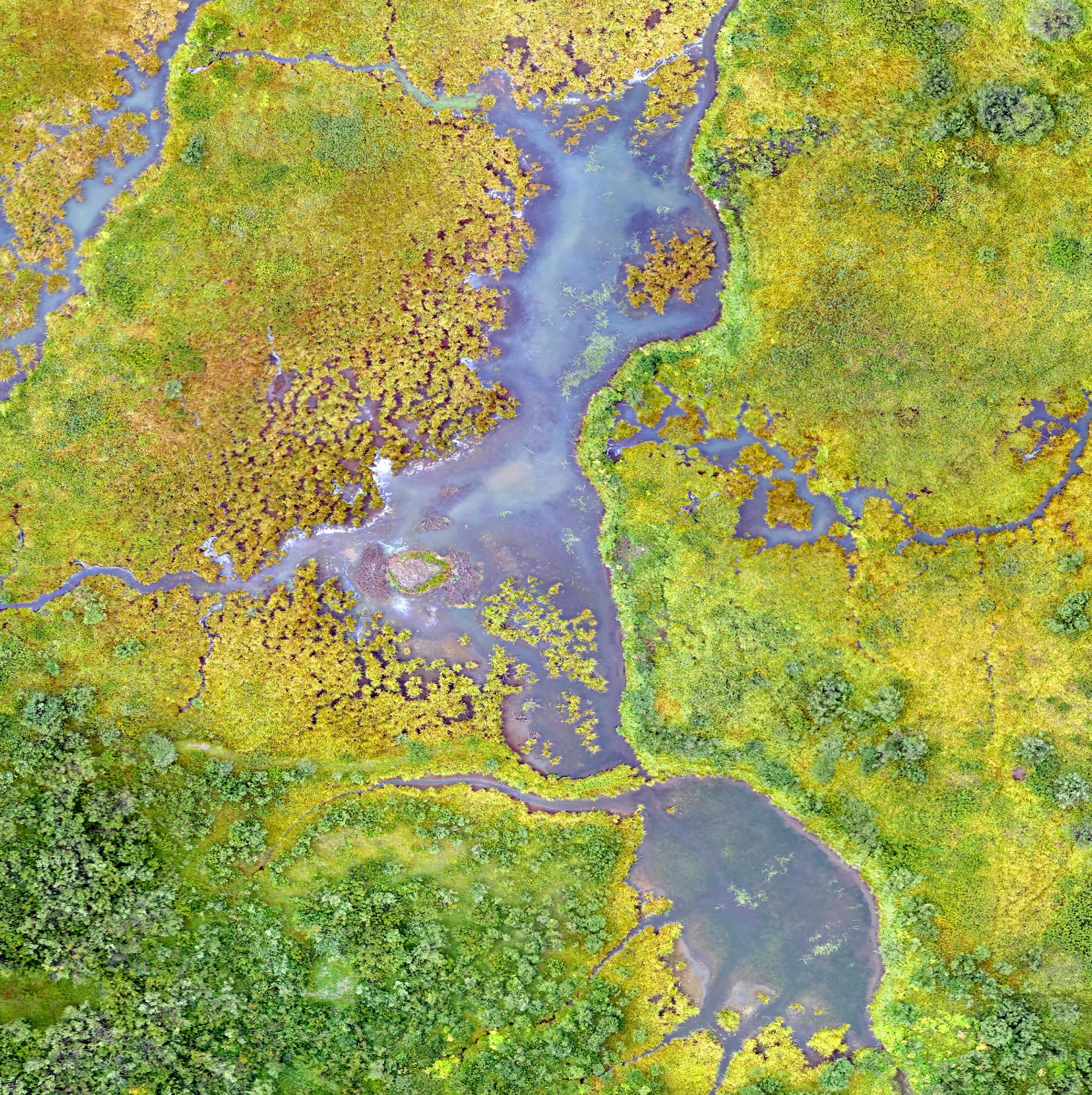 Wetlands International logo