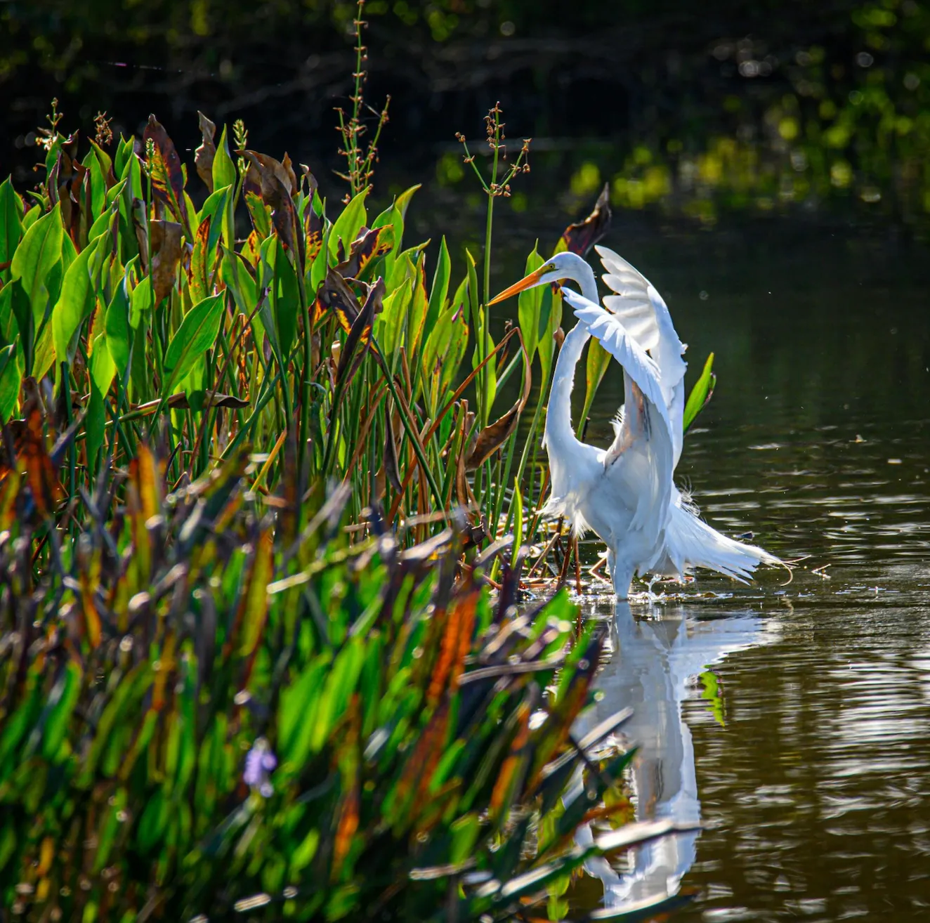 Cover image for "Reducing Biodiversity Loss: Strategy Report"