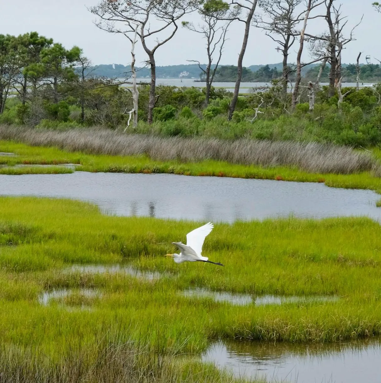 Cover image for "Wetlands International: Top Biodiversity Nonprofit Evaluation"