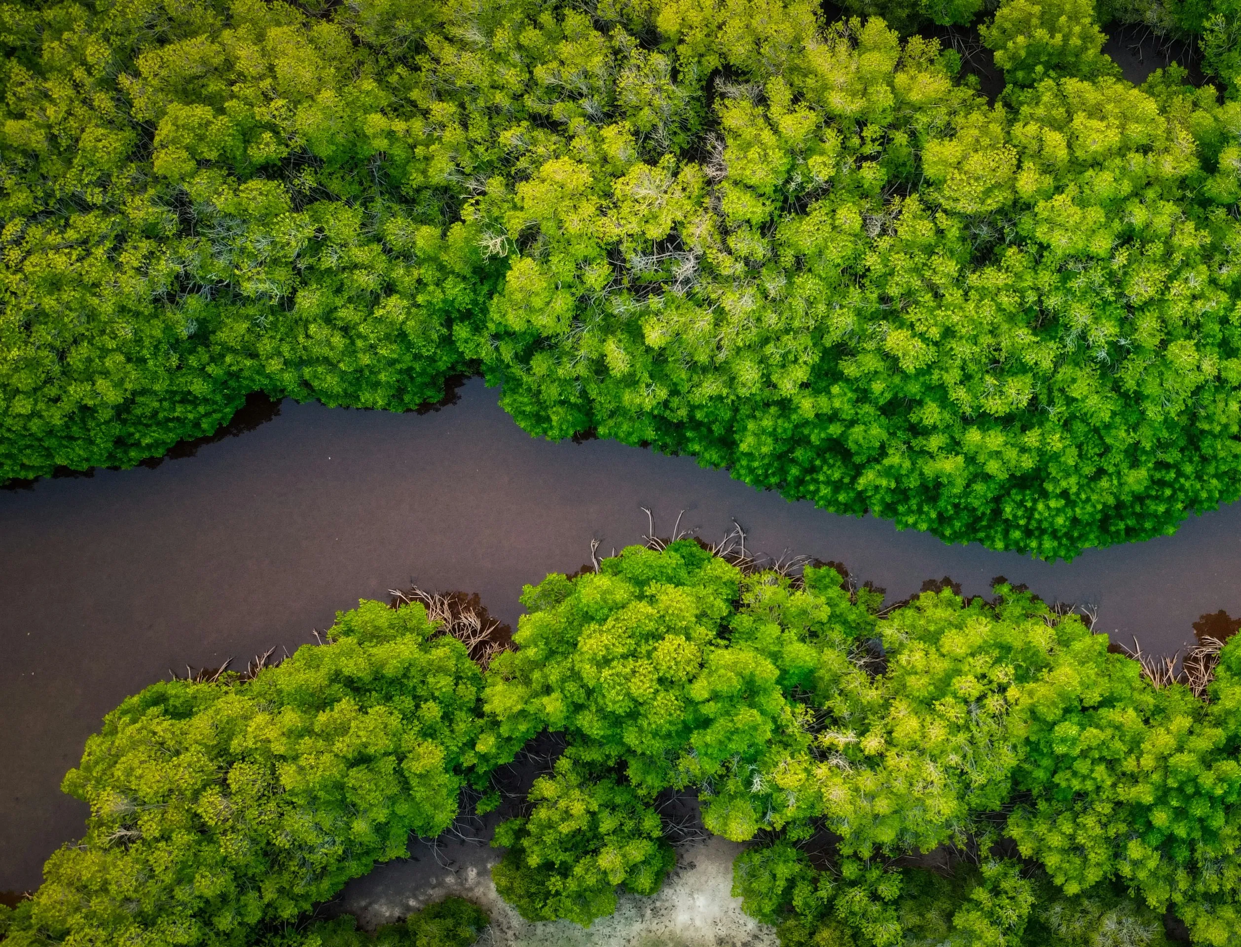 Cover image for "Restoring and Protecting Wetlands: Strategy Report"