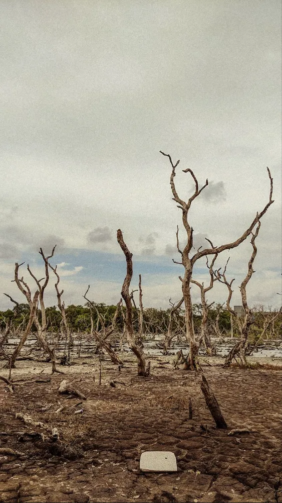 Dead trees on barren land
