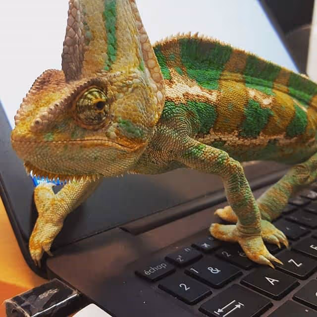 Balthazar - Happy At Work : il fait bon vivre chez Kameleoon