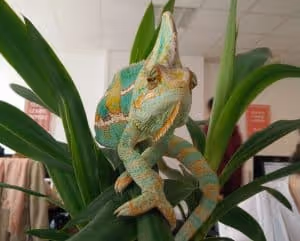 Balthazar - Kameleoon est dans le top 100 Red Herring Europe 2016 !