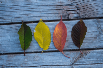 Four leaves, transitioning in color from green to yellow to red to brown, lie on a weathered wooden surface.