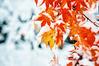 Close-up of bright orange and yellow maple leaves covered in a dusting of fresh snow, with a blurred snowy background.