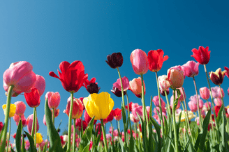 A field of colorful tulips in full bloom against a bright blue sky.