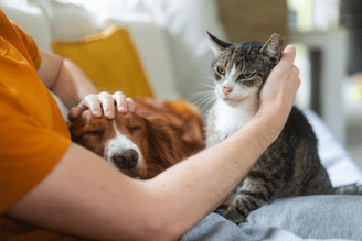 A person in a yellow shirt holds a small brown puppy on one arm while a gray-and-white cat stands on their other arm, both being gently supported indoors.