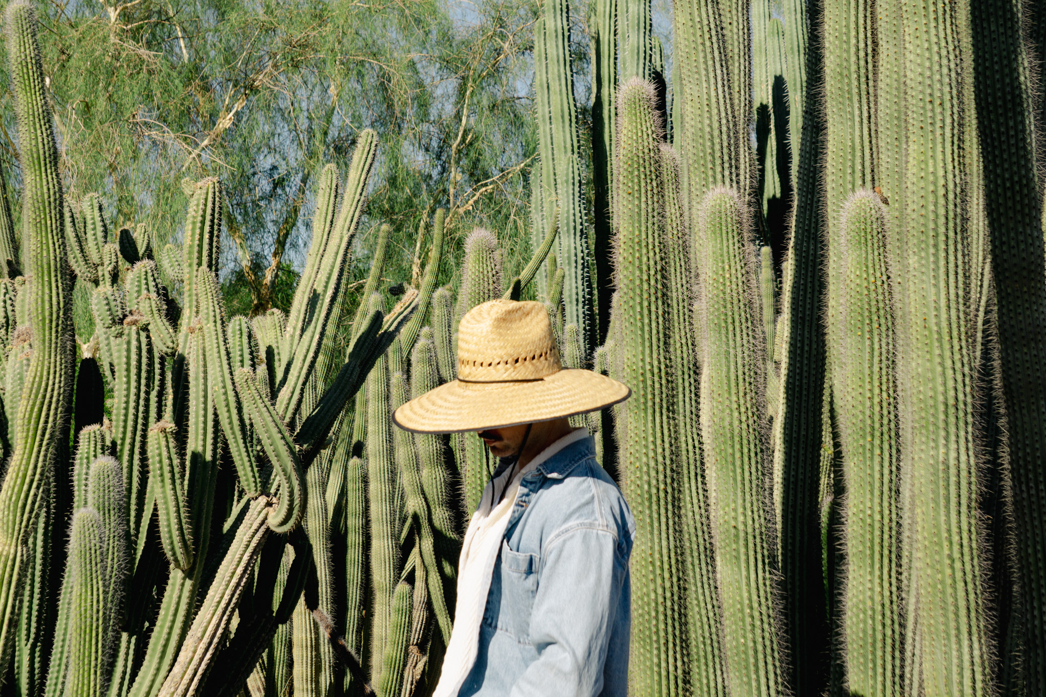 Person wearing a large straw hat and denim jacket standing in front of tall, green cacti under sunlight.