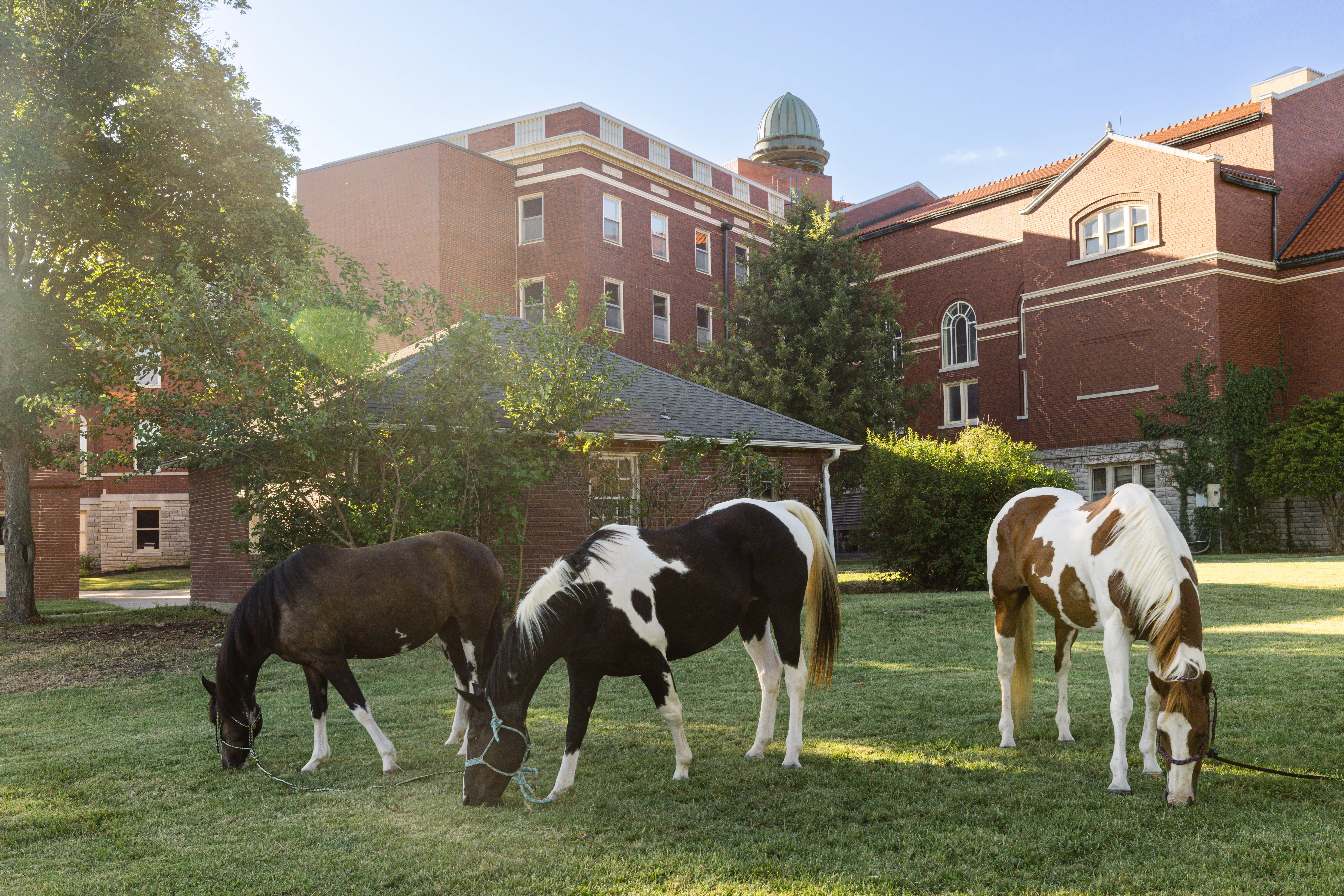 a group of horses grazing on a lush green field