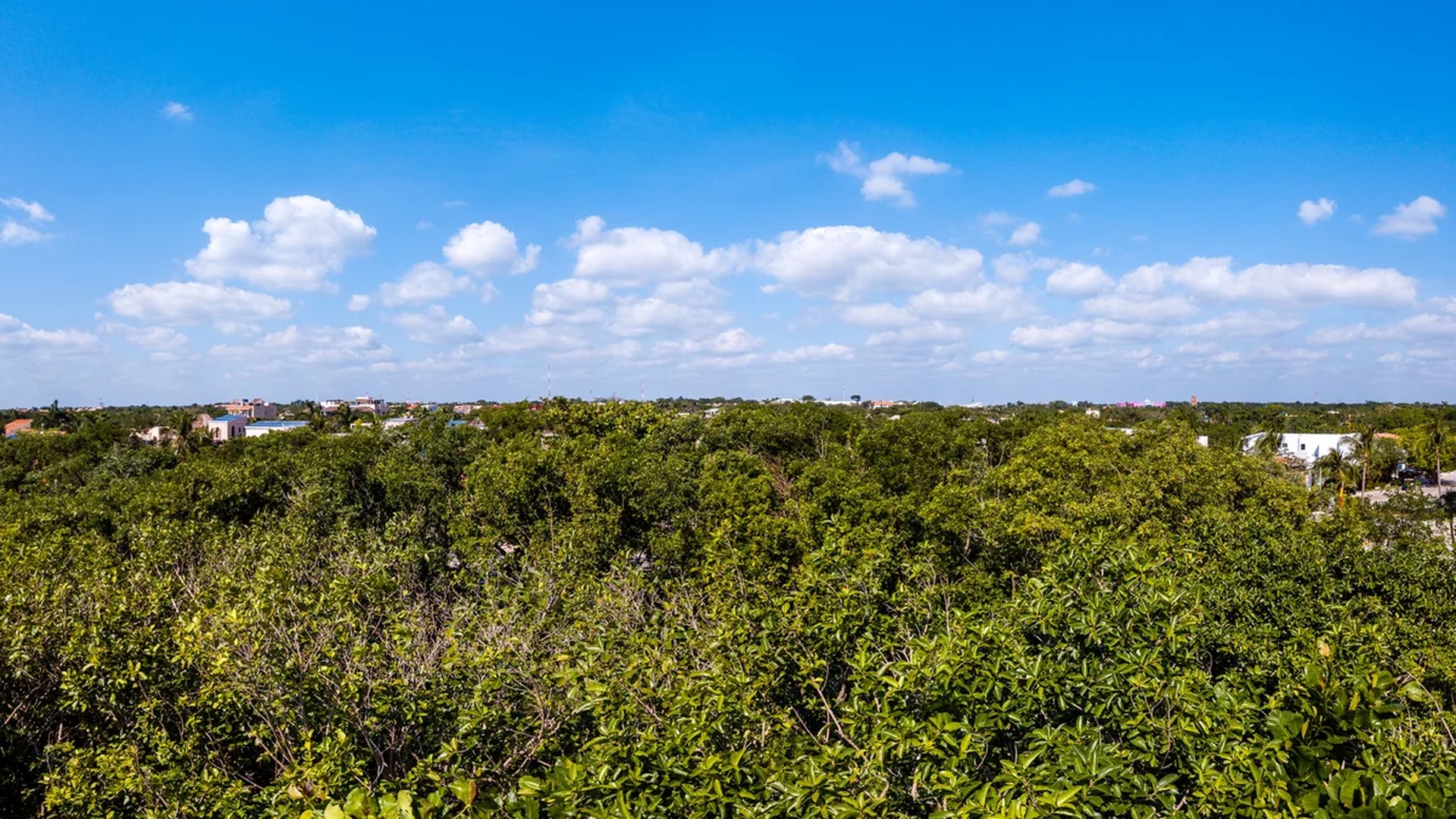 Image of a Panoramic Treetop View, featuring Jungle Vista and Lush Greenery.